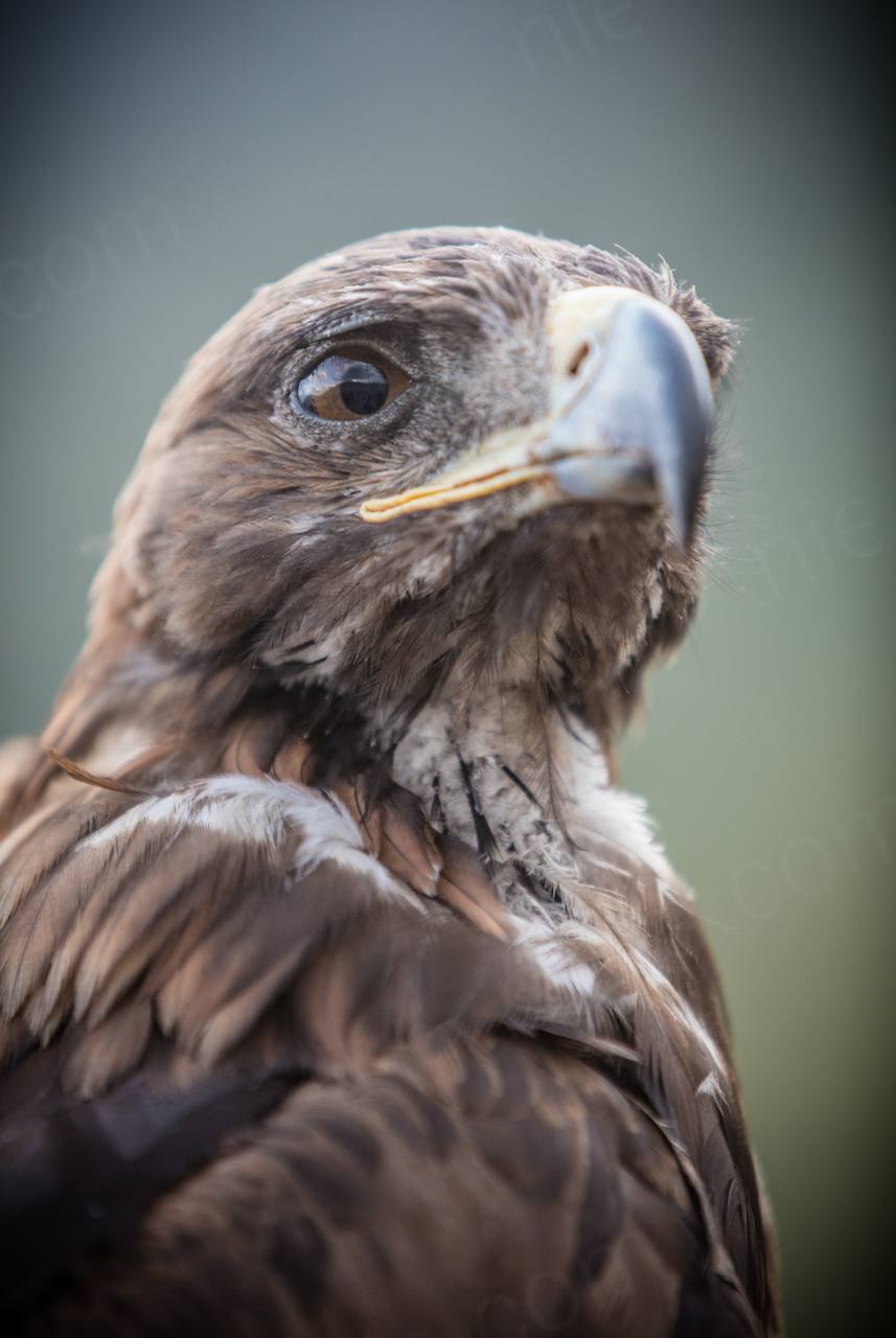 Nomad Games Kyrgyzstan